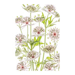 Astrantia